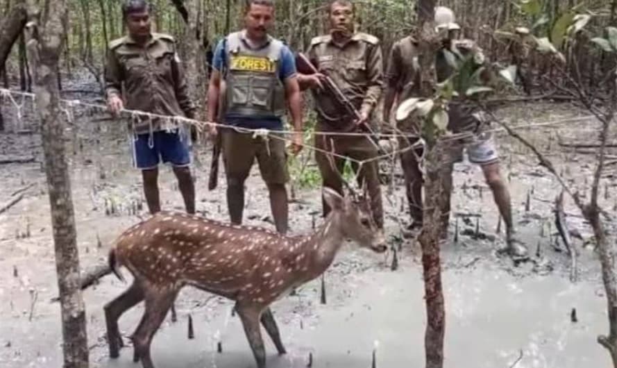‎সুন্দরবনে সক্রিয় ১৫০ বন্যপ্রাণী শিকারি চক্র গোয়েন্দা নজরদারিতে