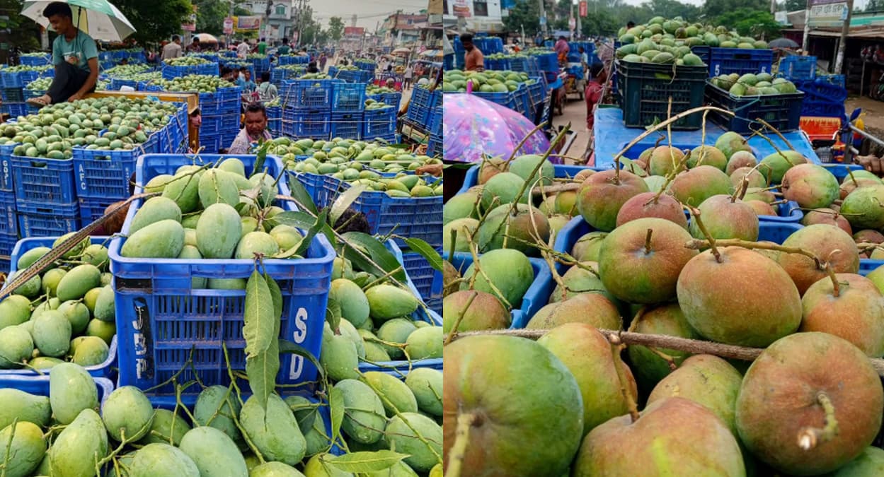 সুমিষ্টঘ্রাণে দেশজুড়ে সাপাহারের আম্রপালী আমের চাহিদা বেড়েছে