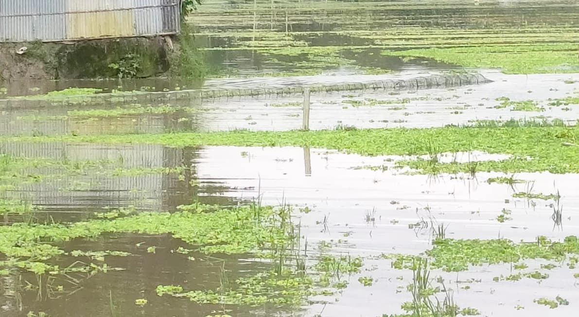 উলিপুরের জলাশয়ে চায়না দুয়ারির দাপট, হুমকিতে দেশীয় মাছের বংশবিস্তার