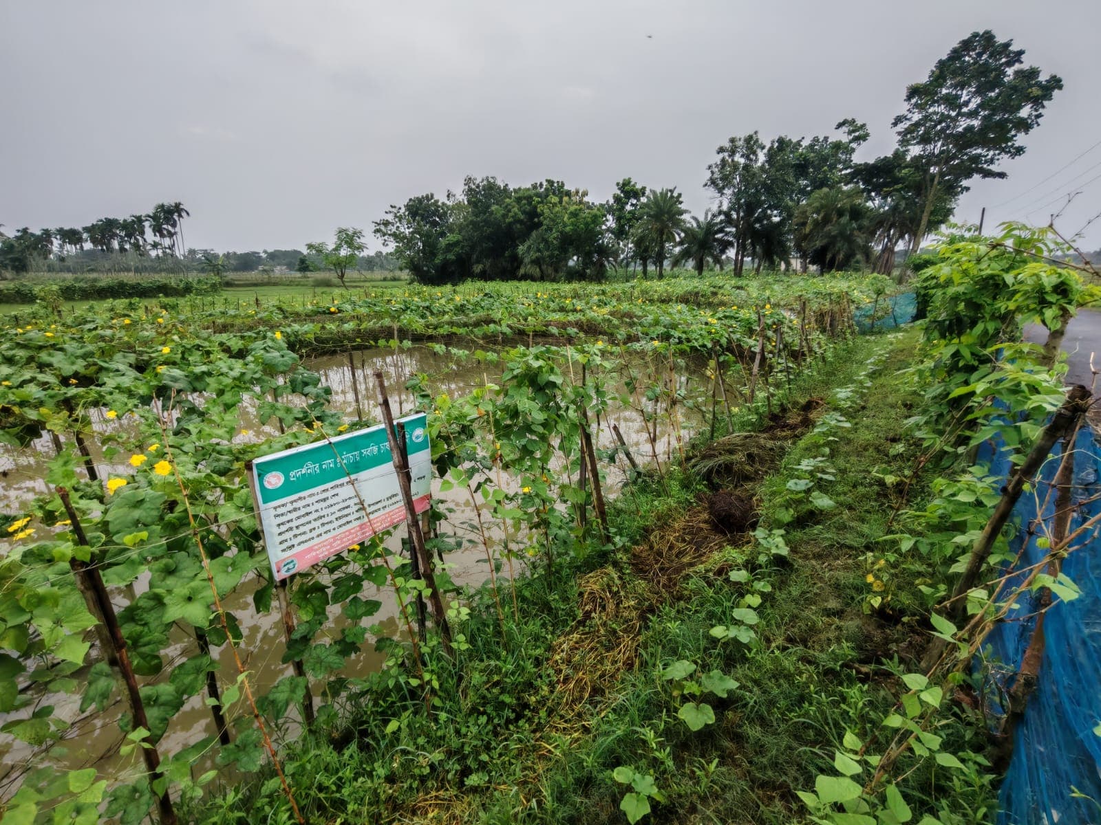 মাচায় পোল্লার বাম্পার ফলন ডুমুরিয়ার শাহিনুরের সাফল্যে কৃষকদের মাঝে নতুন আশা