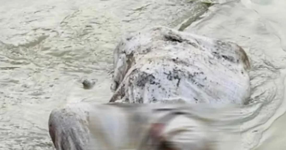 বস্তাবন্দি হয়ে খালের পানিতে ভেসে এল এক নারীর অর্ধগলিত মরদেহ