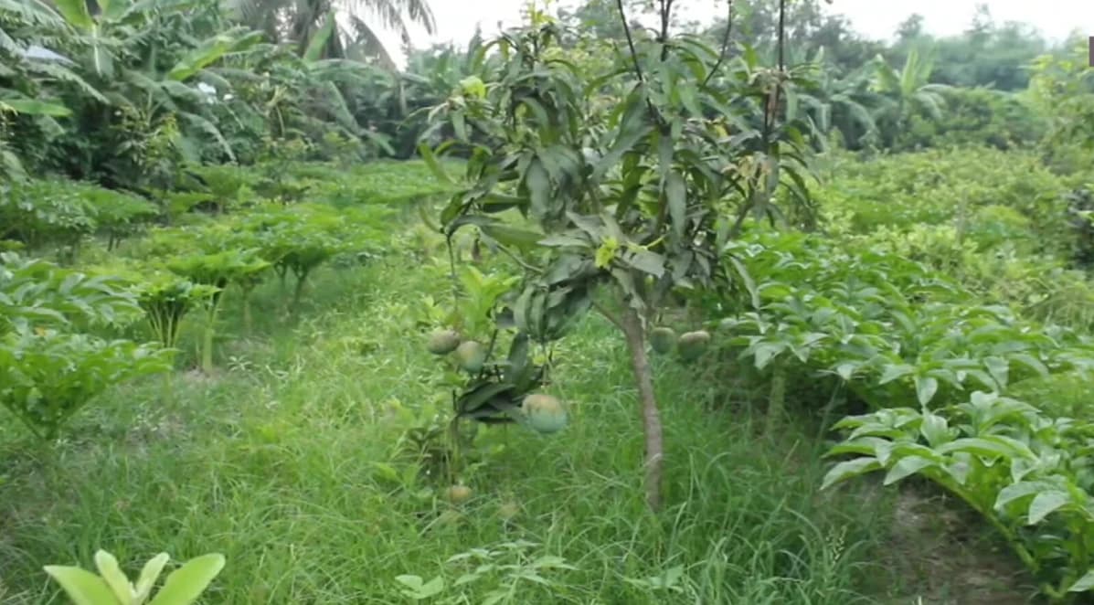 রাজবাড়ীতে ১২ একর জমিতে দেশি-বিদেশি ফলের বিপ্লব, কর্মসংস্থান গড়লেন তরুণ উদ্যোক্তা হীরক