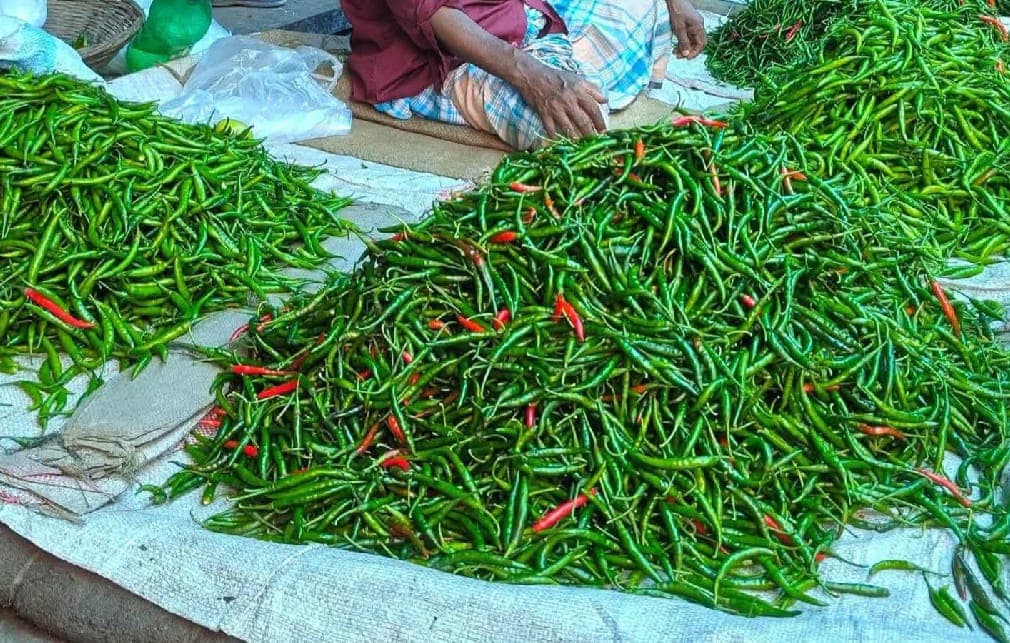 আকাশছোঁয়া দাম! নবীনগরে কাঁচামরিচ এখন ৪০০ টাকা কেজি, চরম বিপাকে নিম্ন আয়ের মানুষ