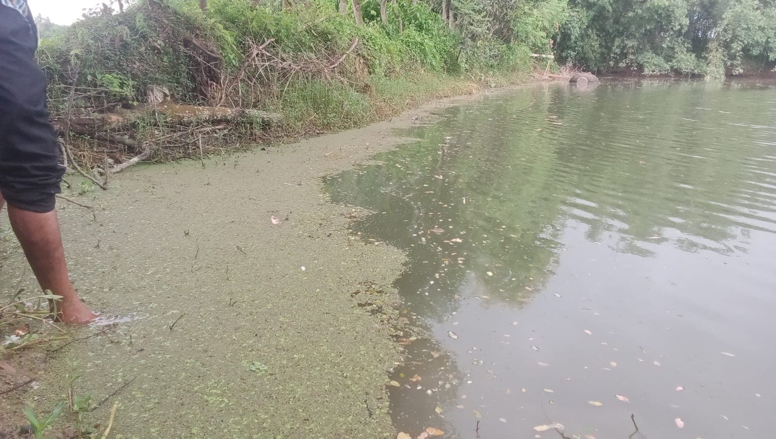 বদলগাছীতে রাতের আঁধারে পুকুরে বিষ প্রয়োগ করে রেনু মাছ ধ্বংস