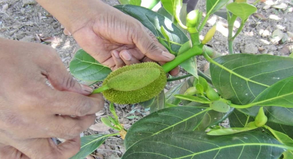 কাঁঠালের বাম্পার ফলন ও বড় আকার পেতে সহজ এই কৌশলটি জানুন এখনই