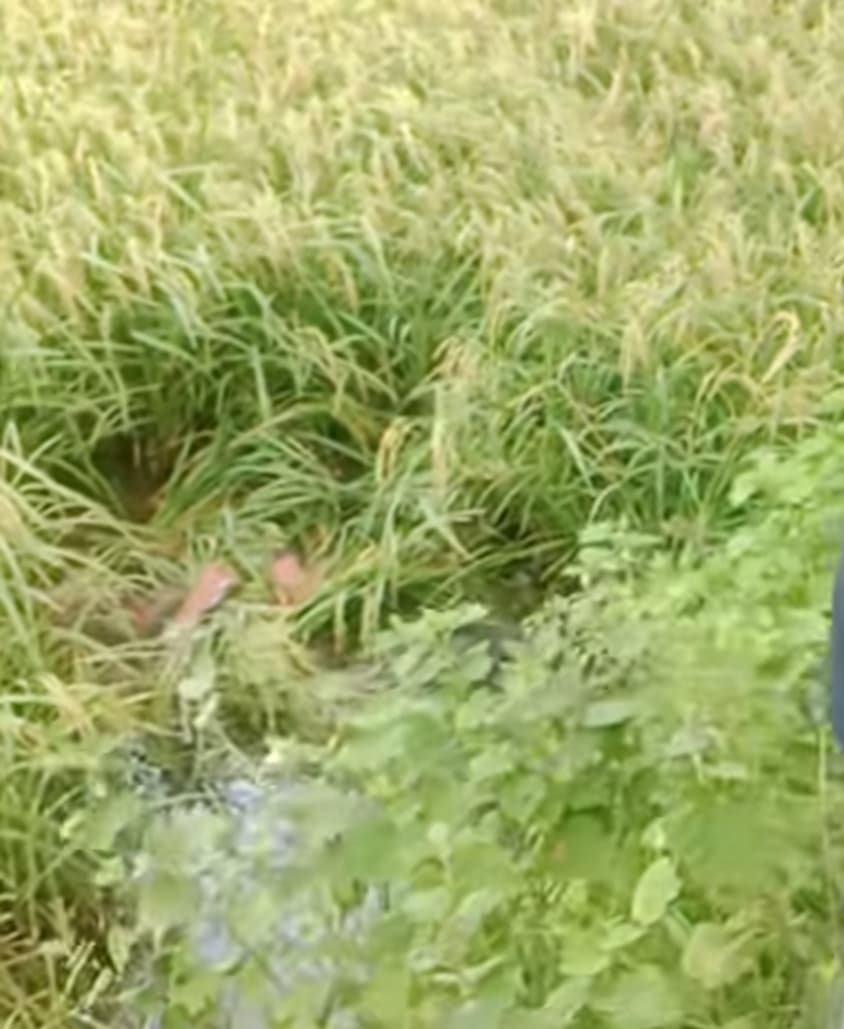 হবিগঞ্জে ধানখেত থেকে এক যুবকের রক্তাক্ত মরদেহ উদ্ধার
