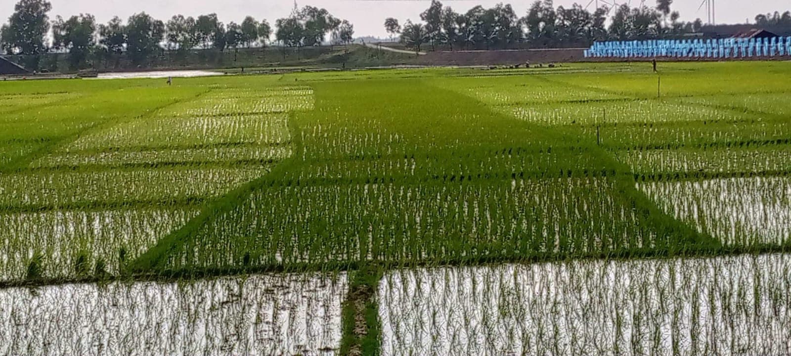 ঈদগাঁওতে ভাদ্রের শুরুতে আমন ধান রোপণে ব্যস্ত সময় পার করছেন কৃষকরা
