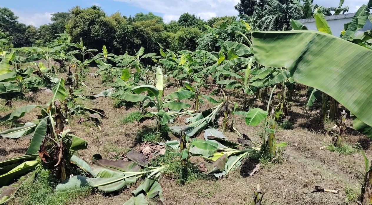 বাঞ্ছারামপুরে শত্রুতা করে দরিদ্র কৃষকের শতাধিক কলাগাছ কেটে তছনছ, ৫ লাখ টাকার ক্ষতি