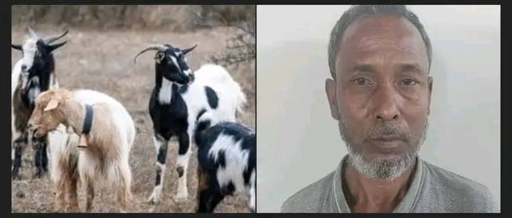 পরশুরামে ব্যবসায়ীর চারটি ছাগল ছিনিয়ে নিল ভুয়া বনকর্মী, মুক্তির জন্য দাবি ২ হাজার টাকা