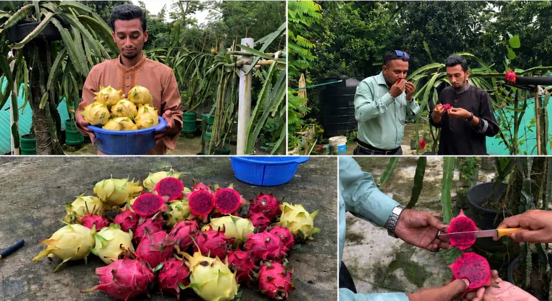 হাফেজ ছাইদুলের ছাদবাগানে ৩০০টি ড্রাগন গাছ, বছরে আয় এখন লক্ষাধিক টাকা