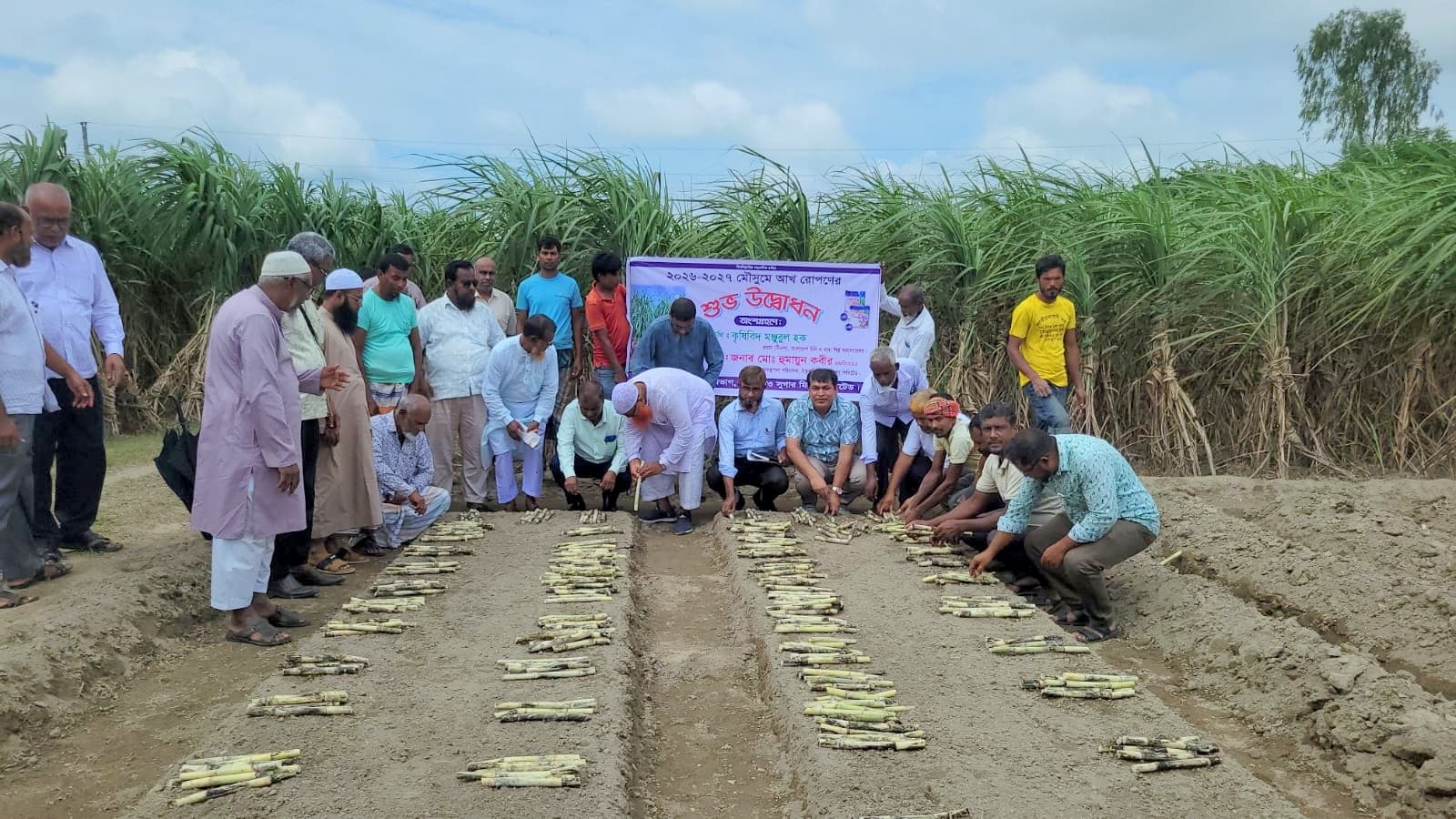 ভালো দামের আশায় ফের আখ চাষে কৃষকরা, ঠাকুরগাঁওয়ে শুরু হলো নতুন মৌসুমের রোপণ
