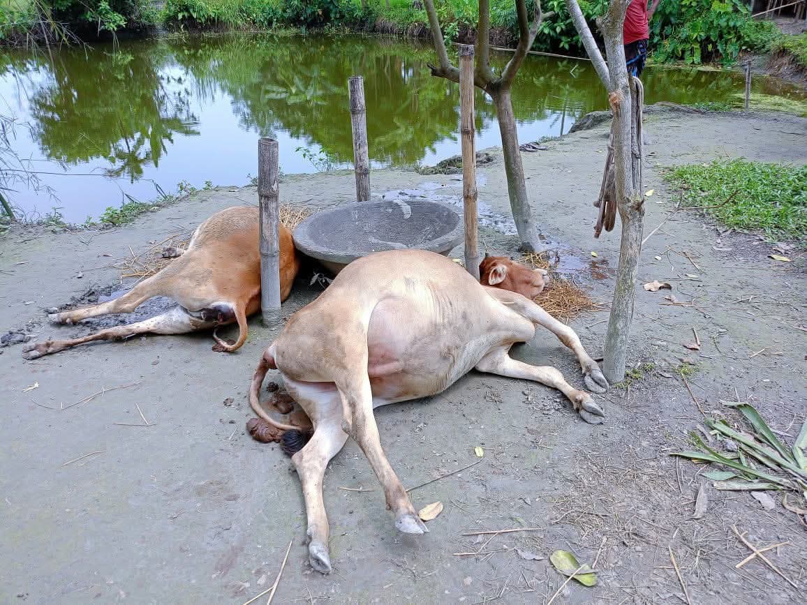 ডিমলায় রোগ ছাড়াই হঠাৎ চারটি গরুর মৃত্যু