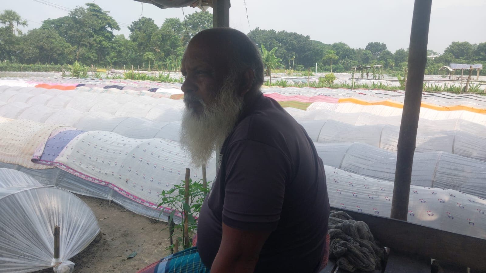 নরসিংদীতে  শিবপুরে সবজির চারা বিক্রিতে ভাগ্য ঘুরছে কৃষকদের