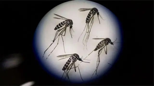 খুলনা বিভাগে ২৪ ঘণ্টায় ডেঙ্গুতে ৩ মৃত্যু, হাসপাতালে ভর্তি ২৪২