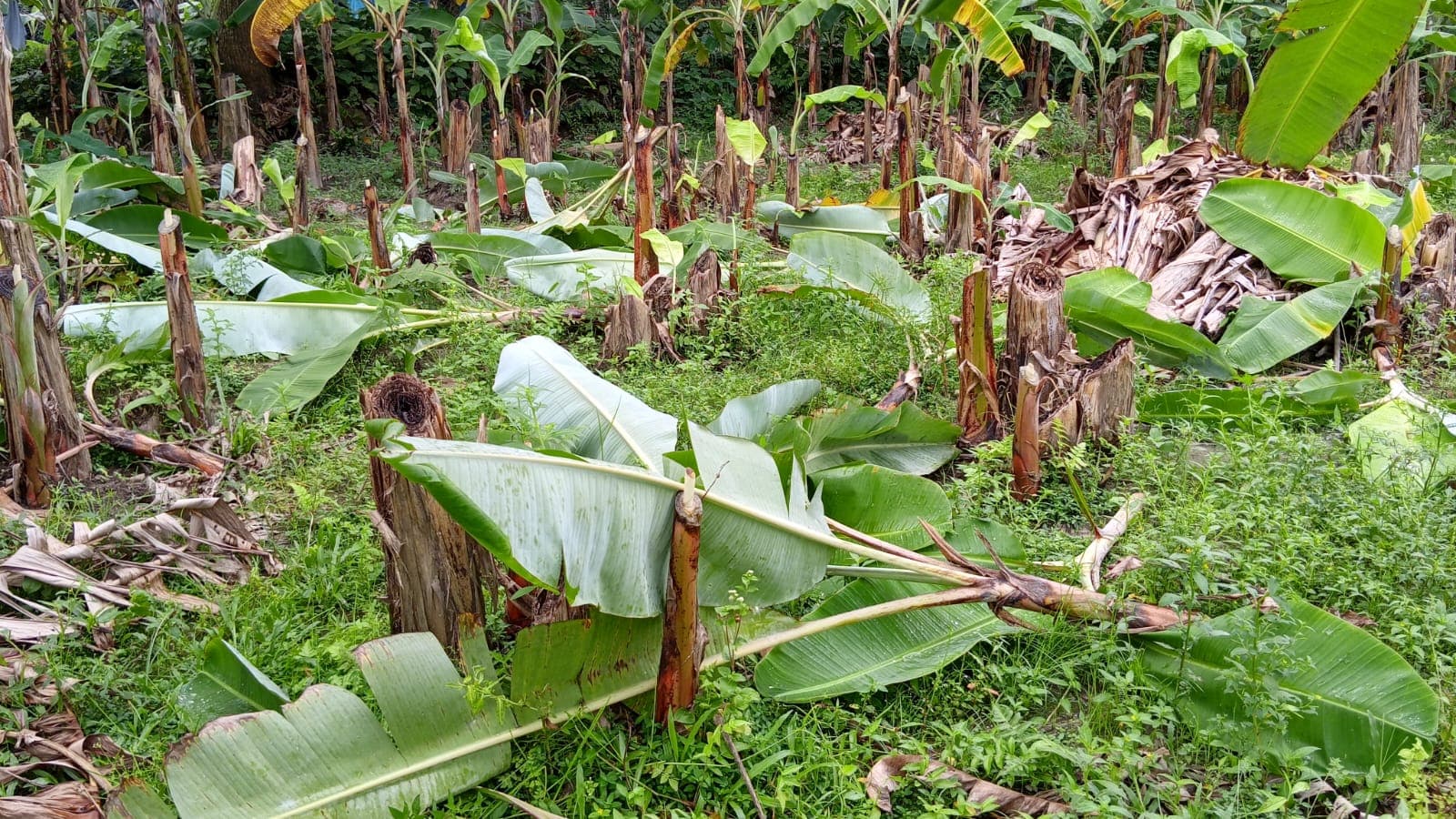 জামালপুরে কলাগাছের সঙ্গে শত্রুতা, রাতে কাটা হলো শতাধিক গাছ