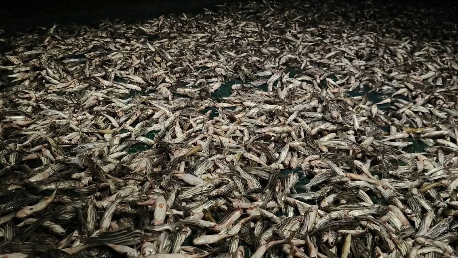 রাতের আঁধারে পুকুরে বিষ, ৫–৬ লাখ টাকার মাছ নিধনের অভিযোগ