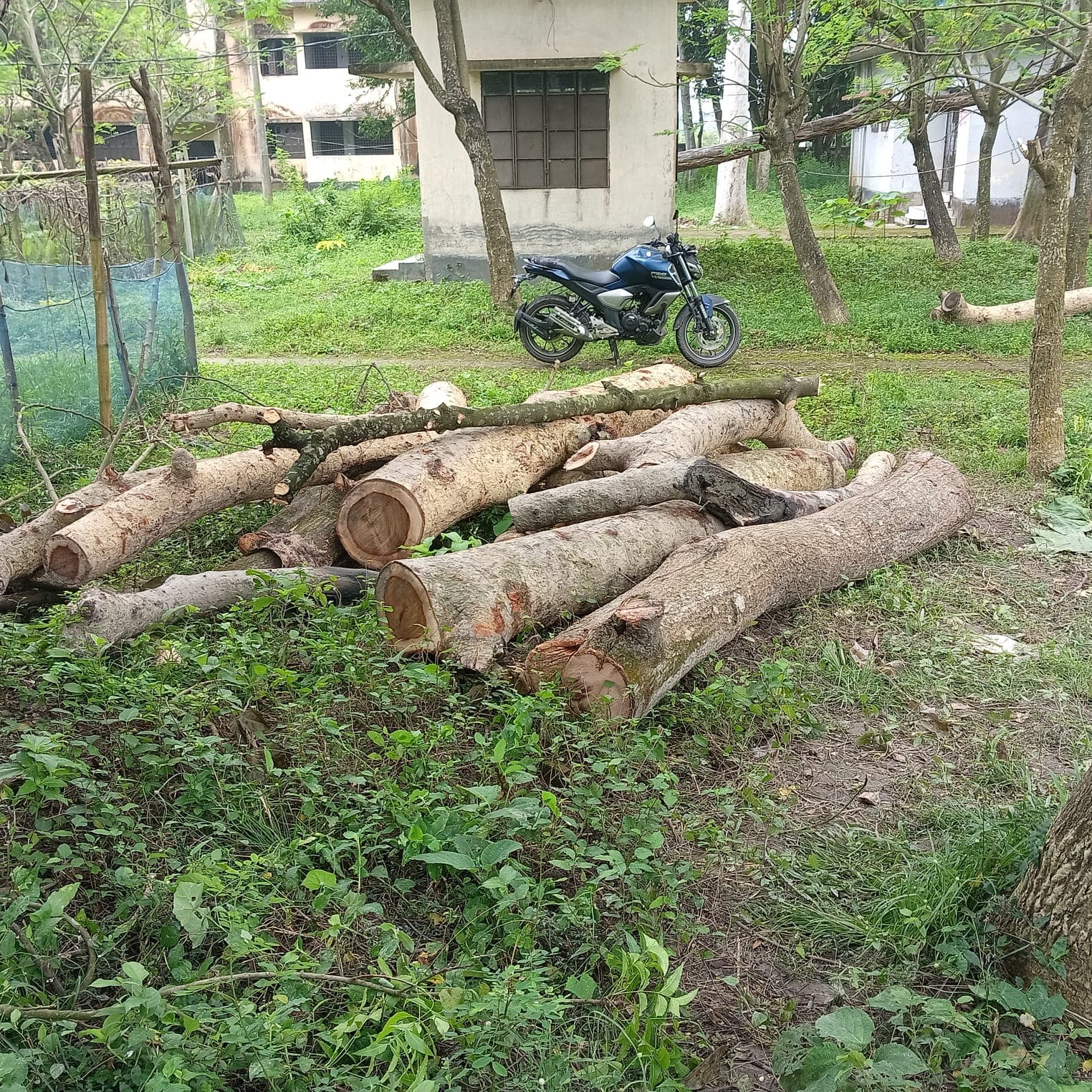 নিলাম ছাড়াই বদলগাছী হাসপাতালে সরকারি গাছ কাটার অভিযোগ: কাঠ বিক্রির তীর ওয়ার্ডবয়ের দিকে