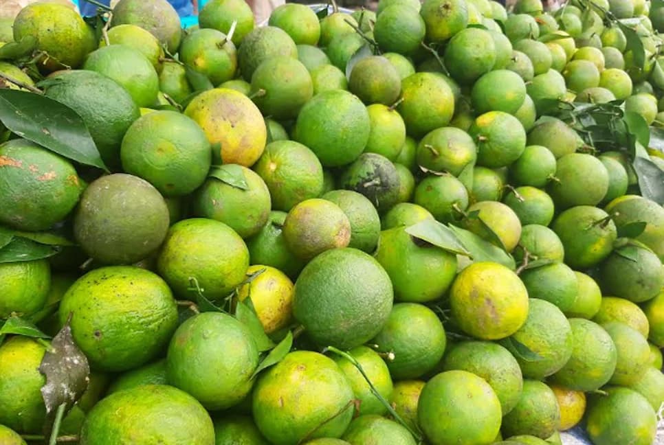 রাঙামাটিতে ৭০ হেক্টরে সবুজ মাল্টার বাম্পার ফলন, যাচ্ছে ঢাকায়