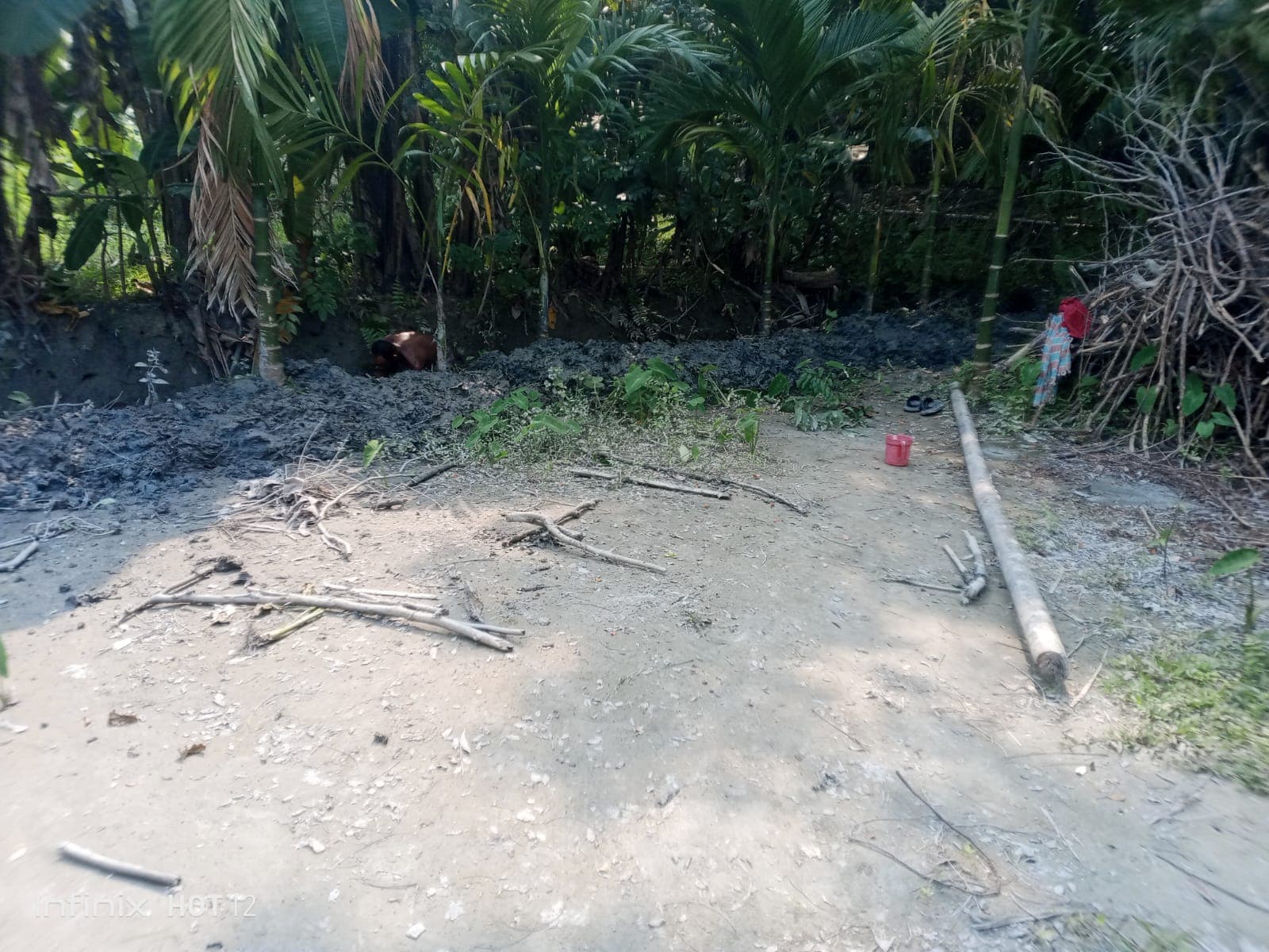 কাঁঠালিয়ায় প্রবীণ ব্যক্তির জমি দখল ও গাছ কাটার অভিযোগ