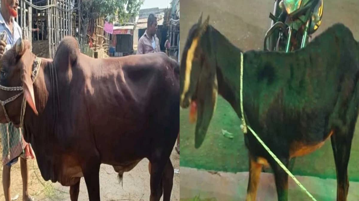 হিন্দু ভাইয়ের জন্য খাসি, মুসলিম ভাইয়ের জন্য গরু, সম্প্রীতির অনন্য নজির জবিতে