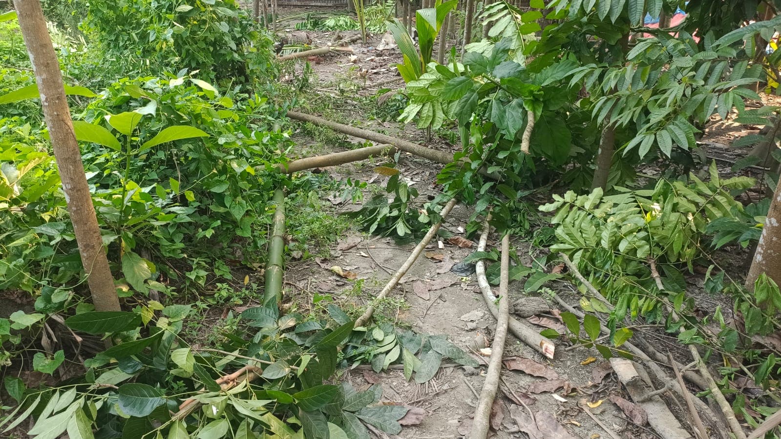 কমলনগরে প্রতিবেশীর জমি দখলের চেষ্টা, গাছ কেটে রান্নাঘর ভাঙচুর