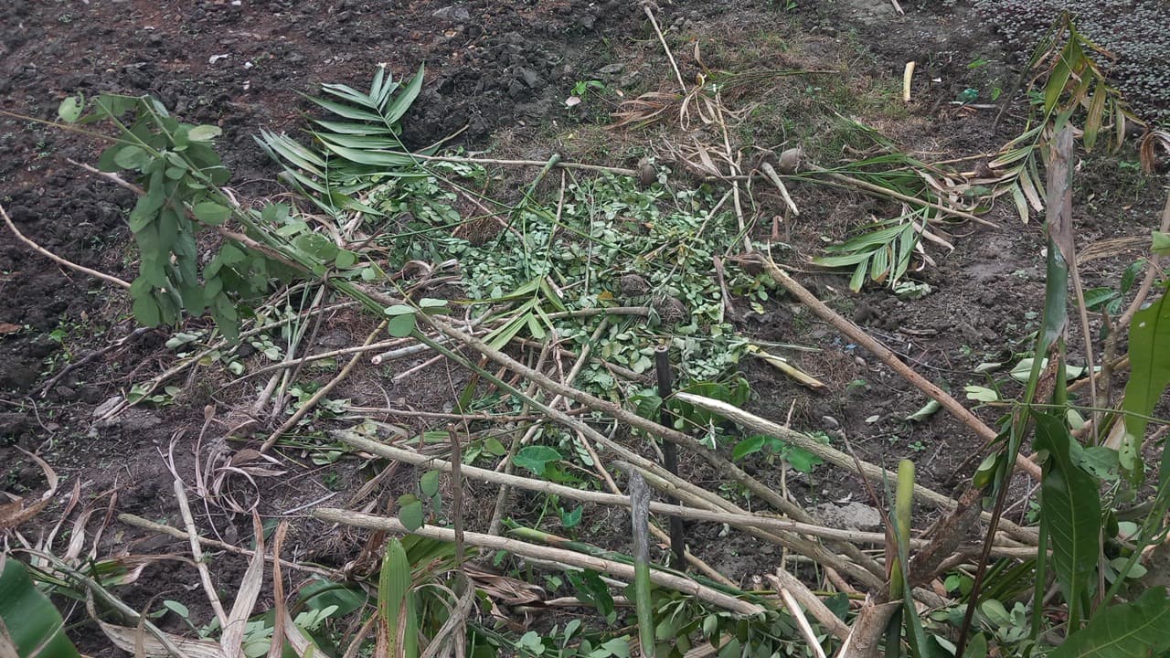 কাঁঠালিয়ায় পূর্বশত্রুতার জেরে ফলের বাগানের তিন শতাধিক গাছ কেটে ফেলার অভিযোগ