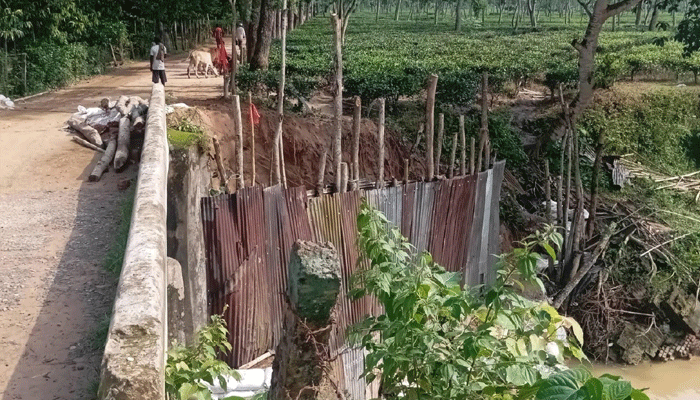 ৫০ বছরের জীর্ণ সেতু ও ধসে পড়া সড়ক: মৃত্যুফাঁদে আটকা সুরমা চা বাগানের হাজারো মানুষ