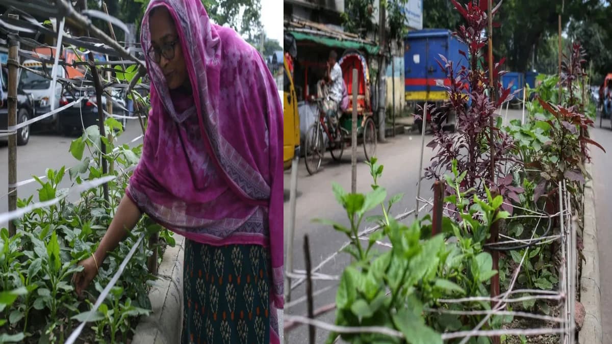 ইটের শহরে সবুজের ছোঁয়া: ঢাকার সড়ক বিভাজকে সবজি চাষ করছেন সাধারণ মানুষ