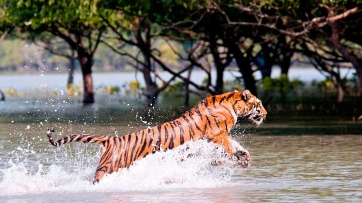 তিন মাসের নিষেধাজ্ঞা শেষ: ১ সেপ্টেম্বর থেকে পর্যটক ও বনজীবীদের জন্য উন্মুক্ত সুন্দরবন