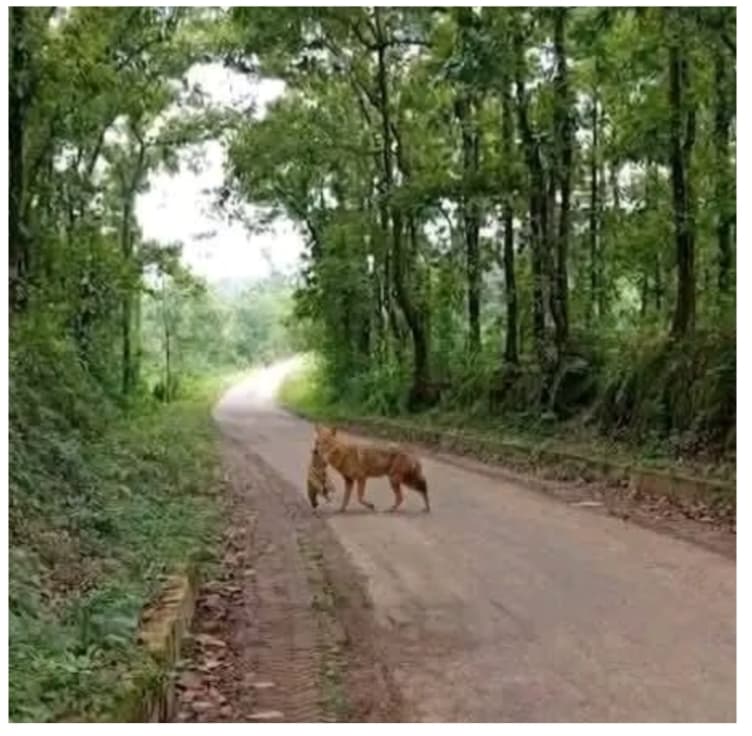 কালিয়াকৈরে শিয়ালের কামড়ে নারী- শিশুসহ আহত ২০