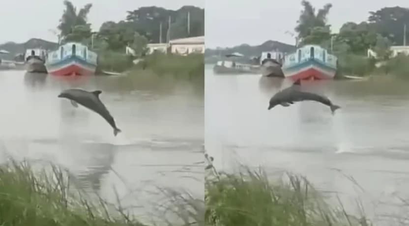 কীর্তিনাশায় ডলফিনের লাফালাফি: ভিডিওটি এআই দিয়ে তৈরি বলে সন্দেহ মৎস্য কর্মকর্তার