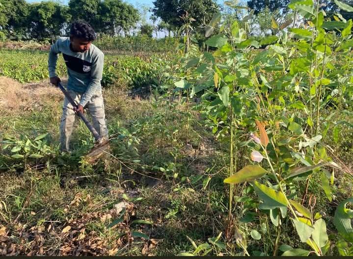 পরিবেশ ধ্বংসের হুমকি ইউক্যালিপটাস: ধামইরহাটে নিষিদ্ধ চারা বিক্রির দায়ে বড় জরিমানা ও ধ্বংস
