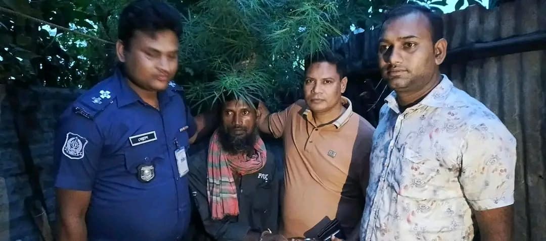বাড়ির উঠোনেই গাঁজার চাষ! নাটোরের সিংড়ায় পুলিশের অভিযানে গ্রেপ্তার যুবক, এলাকায় তীব্র চাঞ্চল্য