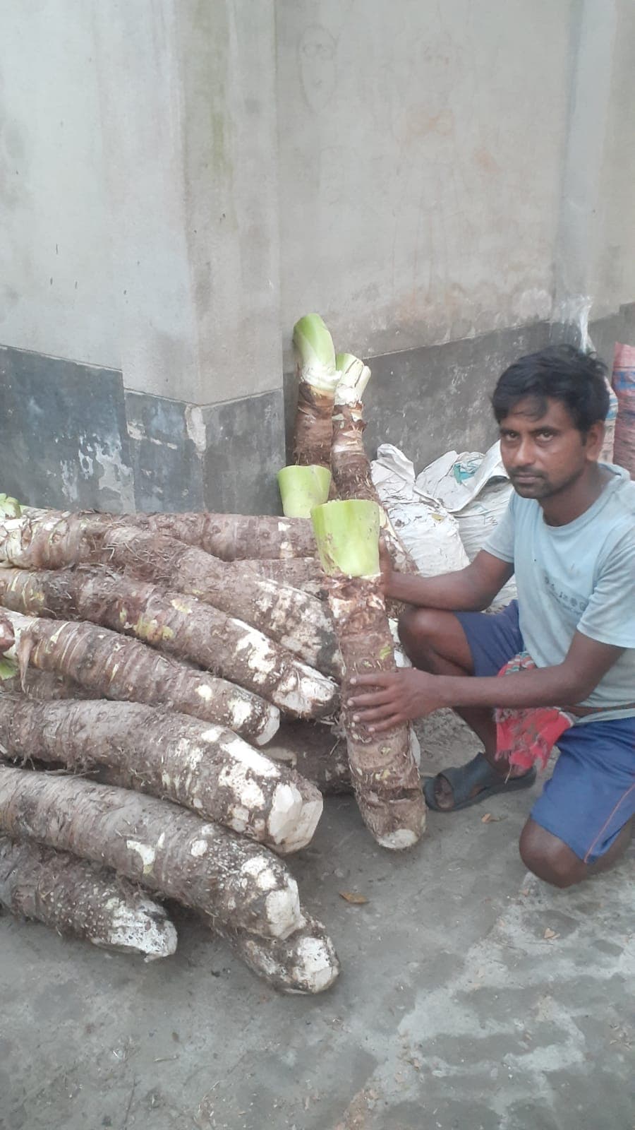 ডুমুরিয়ার মাটিতে মানকচুর বাম্পার ফলন, স্বল্প খরচে লাভের নতুন দিশা